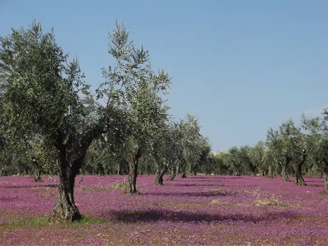 Kırsal Kalkınma Programı